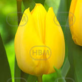 Hectarul - Ladita 200 bulbi de lalea SINGLE EARLY TULIPA Sunny Prince